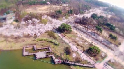 [인천] 인천교통공사 인천대공원 벚꽃 인파...임시열차 증편 / YTN