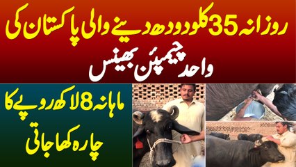 Daily 35 KG Doodh Dene Wali Pakistani Champion Buffalo - Monthly 8 Lakh Ka Chara Kha Jati Hai