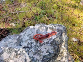 Fethiye'de Kuyruklu Kurbağa operasyonu