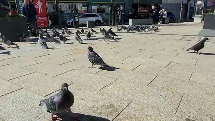 Pigeons in Derry's Waterloo Place