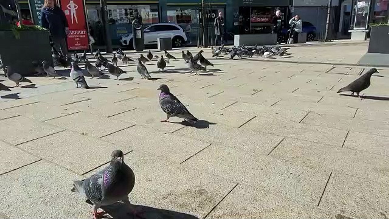 Pigeons in Derry's Waterloo Place