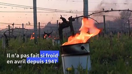 Hélicoptères, éoliennes, brûlots, bougies: à Saint-Emilion mobilisation tous azimuts contre le gel