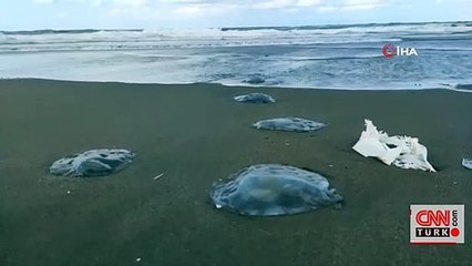 "Sahile vuran denizanalarının bazıları çok tehlikeli"