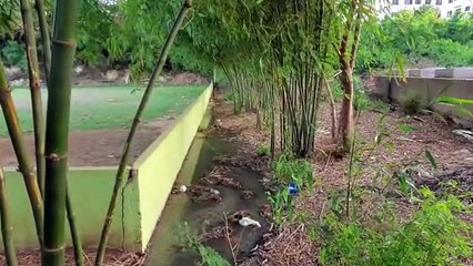 Rotura de pozo séptico  en Carmen Renata III crea grandes riesgos a niños