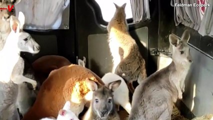 Kangaroos and Tapirs Moved Away From Fighting in Ukraine