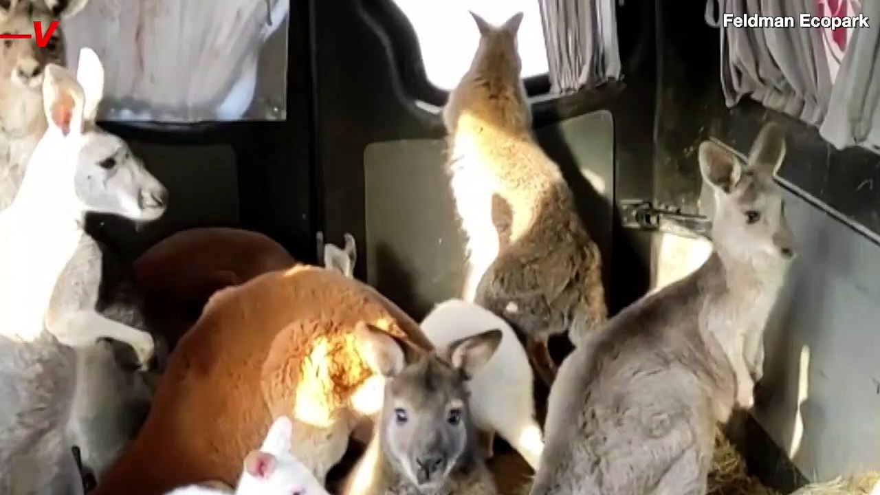 Kangaroos and Tapirs Moved Away From Fighting in Ukraine