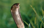 Man discovers seven-foot snake under couch cushion