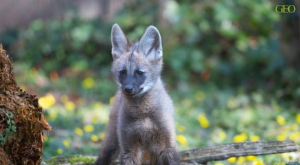 Babyboom dans les zoos de France !