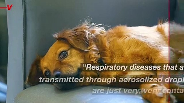 Virus Comparable to Covid-19 is Spreading Through Florida Canines