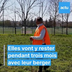 Des brebis pour tondre la pelouse à Toulouse