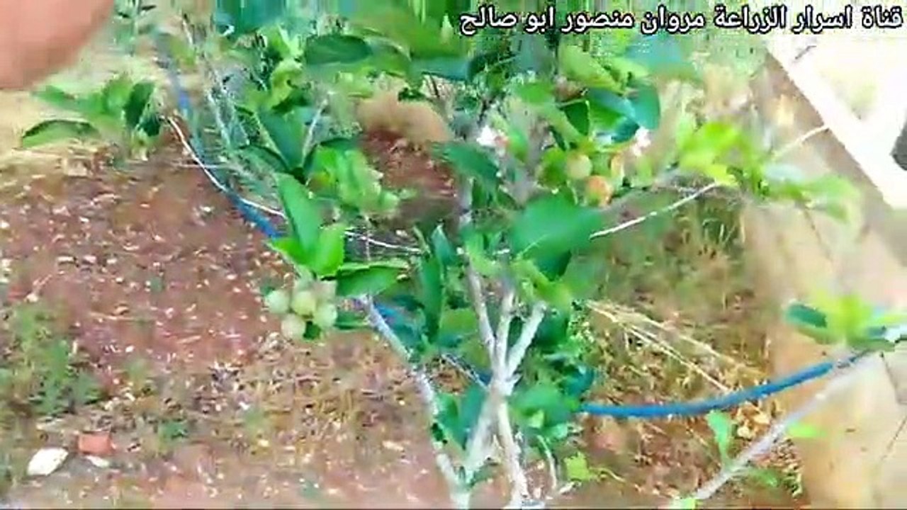 اسرار الزراعة......زيادة محصول التفاح