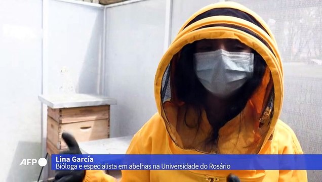 Abelhas universitárias