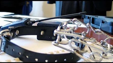 Collare elettrico al proprio cane, trevigiano finisce a giudizio per maltrattaenti