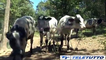 Video News - LUCI E OMBRE PER L'AGIRCOLTURA