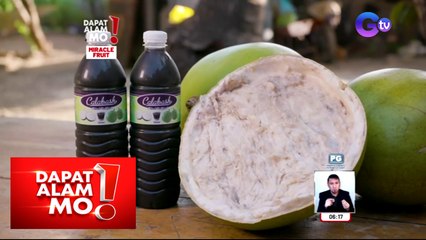 Dapat Alam Mo!: Miracle fruit, may milagro nga bang dala sa mga kumakain nito?