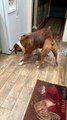 Boxer Ends Up Dangling Over Sister During Play