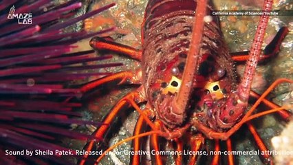 The ‘Rasps’ From These Lobsters Can Be Heard Nearly 2 Miles Away