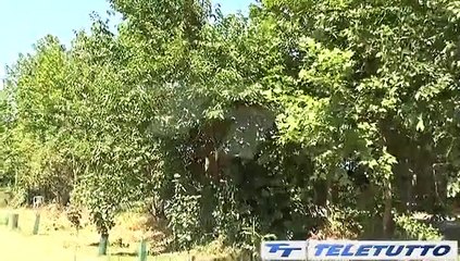 Video News - SICCITA', AGRICOLTURA A RISCHIO