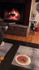 Biscuits the Raccoon Tries Spicy Cheez-It's and Loves Them