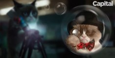 Grumpy cat, Lil Bub, Hamilton... ces chats stars qui font craquer le web