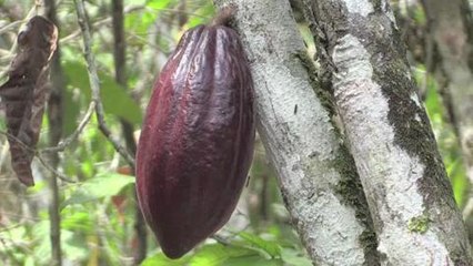 Cacao ivoirien: l'école pour éradiquer le travail des enfants