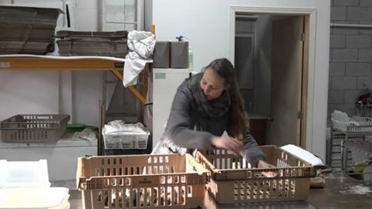 A Montréal, les pleurotes font tourner l'économie circulaire