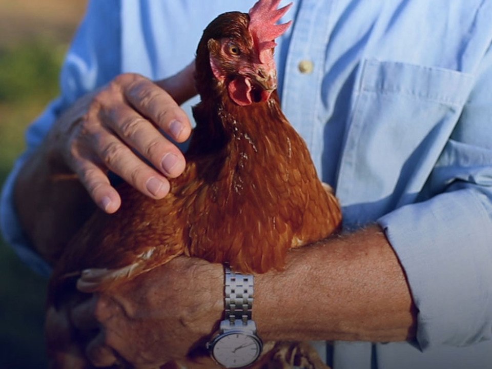 Voici les conséquences humaines et environnementales de la culture intensive du soja en Amérique Latine qui sert à nourrir les animaux dans les élevages français