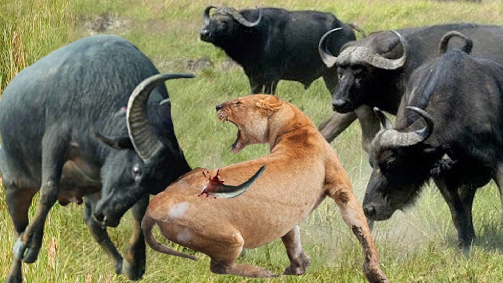 ⁣lion try to predate buffaloes, but this herd of buffaloes was not easy to beat