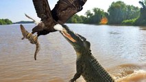 crocodiles ruthlessly attack any being comes to the water!