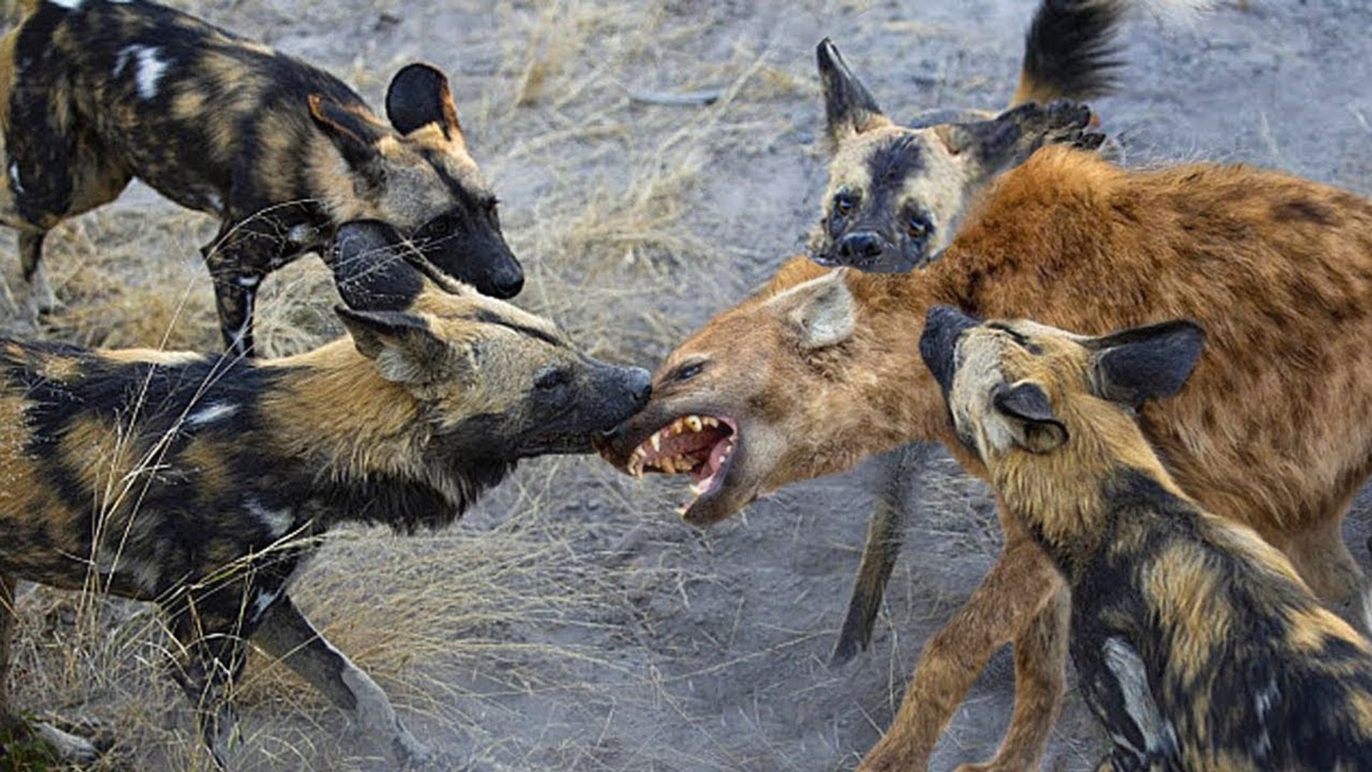 ⁣how many dog can beat a a wild  lion and hyena  and eat them ? see to watch