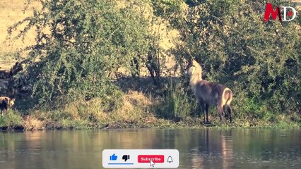 Can an angry elephant over take a lion ? see to know