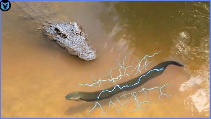 when Animals messed with the wrong crocodile !