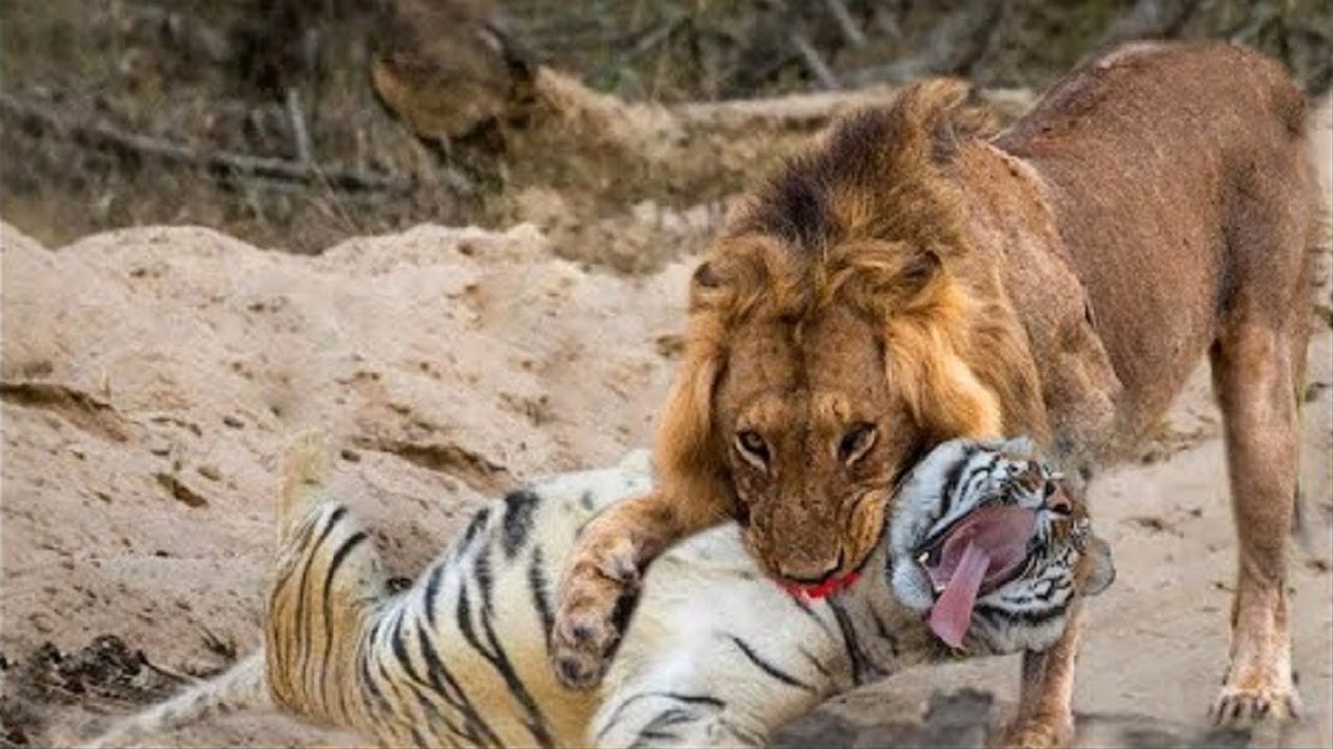 ⁣when wild animals attach each other !!!!! why? how tiger vs. lion