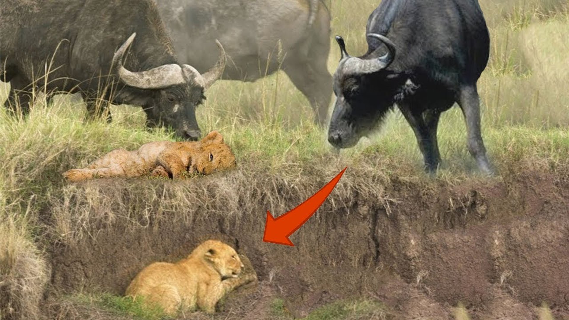⁣the most unbelievable sightings that taken in 2022, can buffalo feel sympathy with lion?