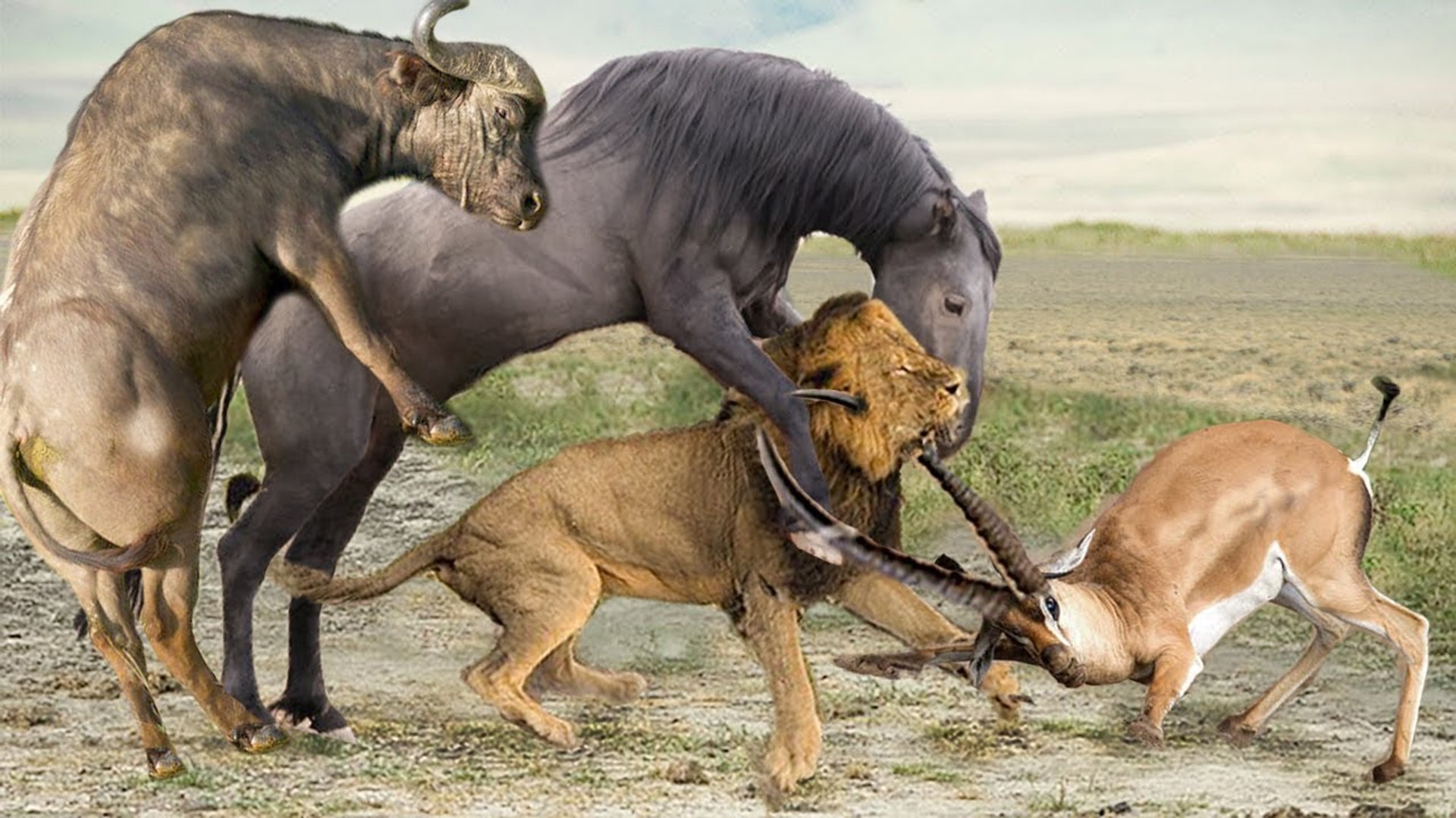 ⁣un believable group attack from a gang of animal v a single lion