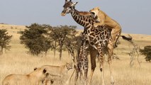 most insane fight between lions and giraffe