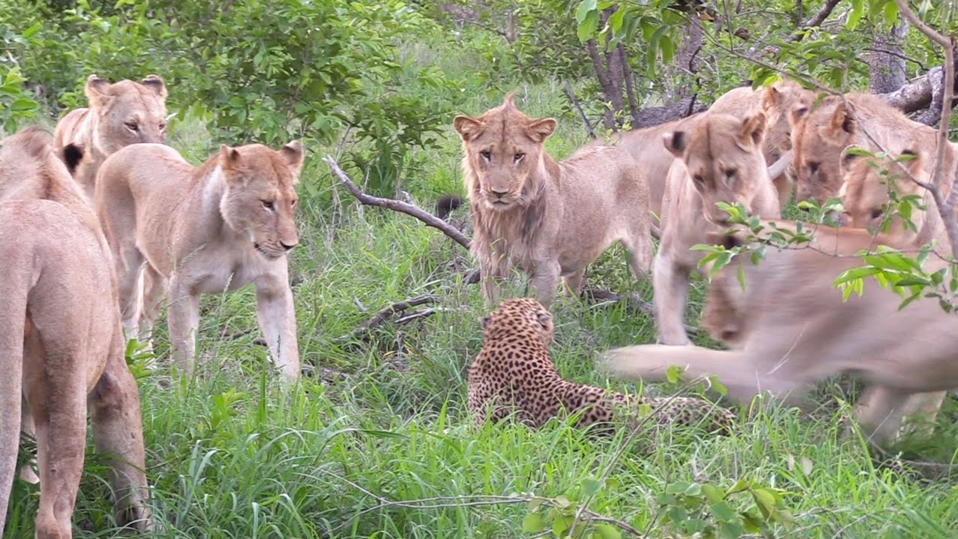 ⁣what would a 12 lion do to 1 leopard ?! can they defeat him? would his speed save him?
