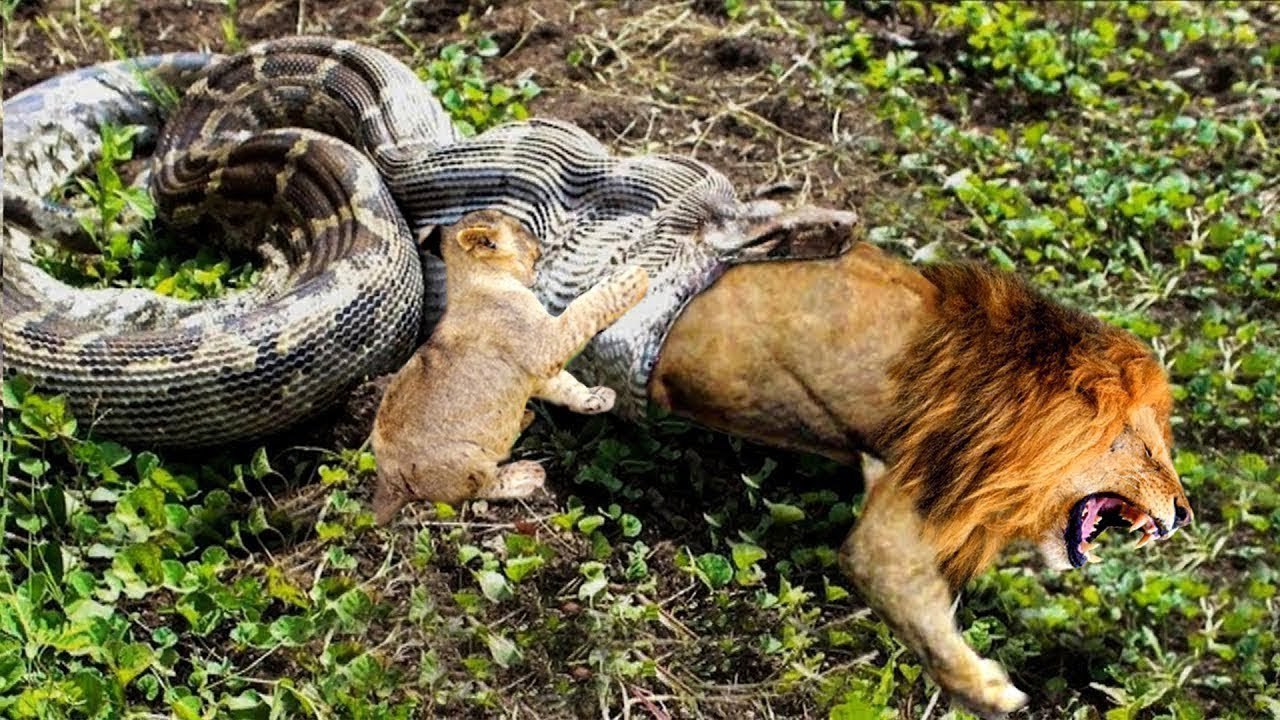 Un believable ! how did this Anaconda devoured a lion?!!!!! video