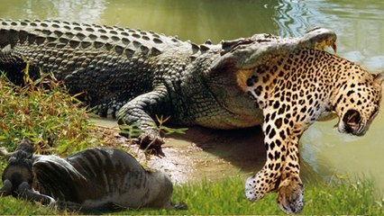 is this even possible ? leopard runs after it devoured by crocodile! unbelievable