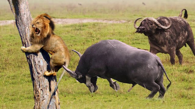Buffalo Attacks Lion! Crazy Buffalo vs Lion Fight!ㅣSafari HighlightsㅣWild Animal Attacks