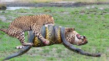 What will happen when a leopard fight with huge anaconda ? the winner will surprise you