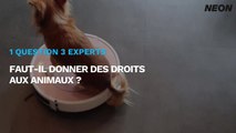 Faut-il donner des droits aux animaux ? Trois experts nous répondent