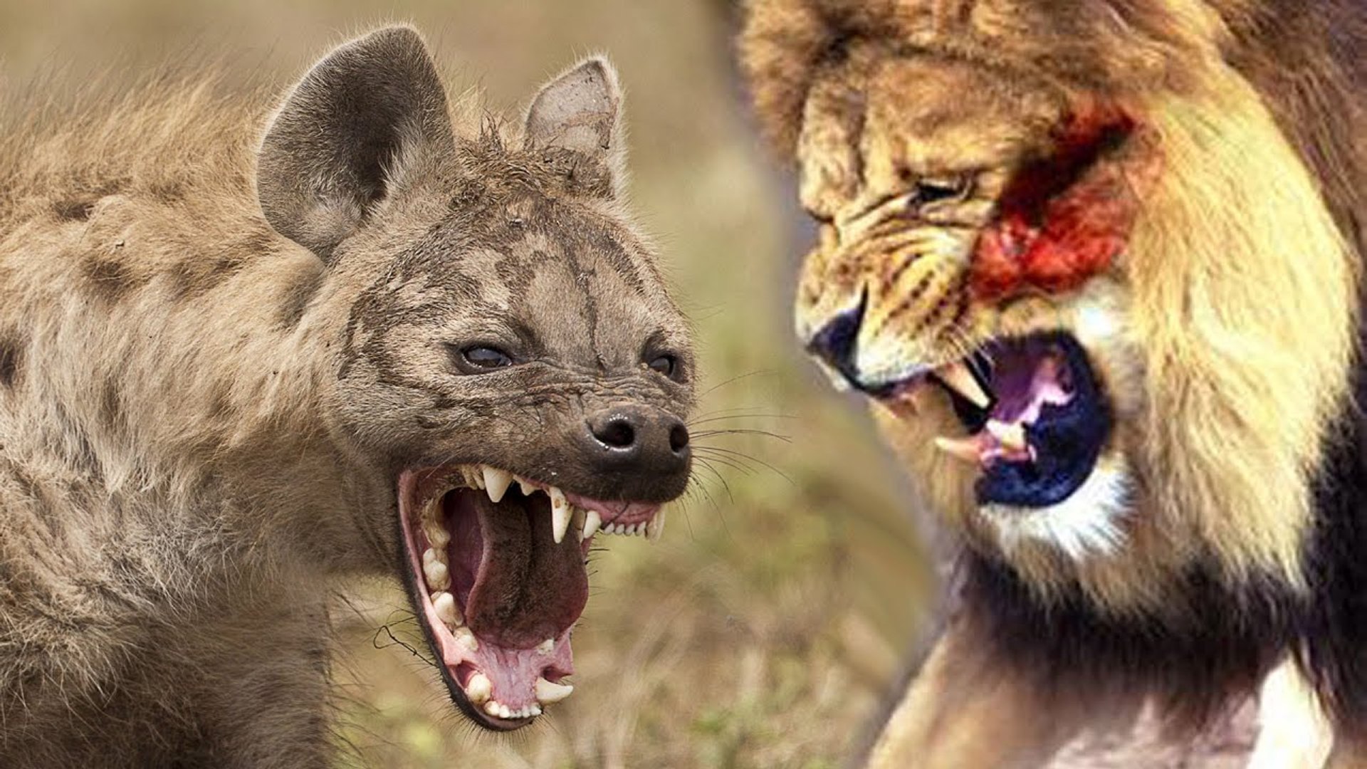 ⁣the ultimate enemies , lion vs hyena watch to know the winner!