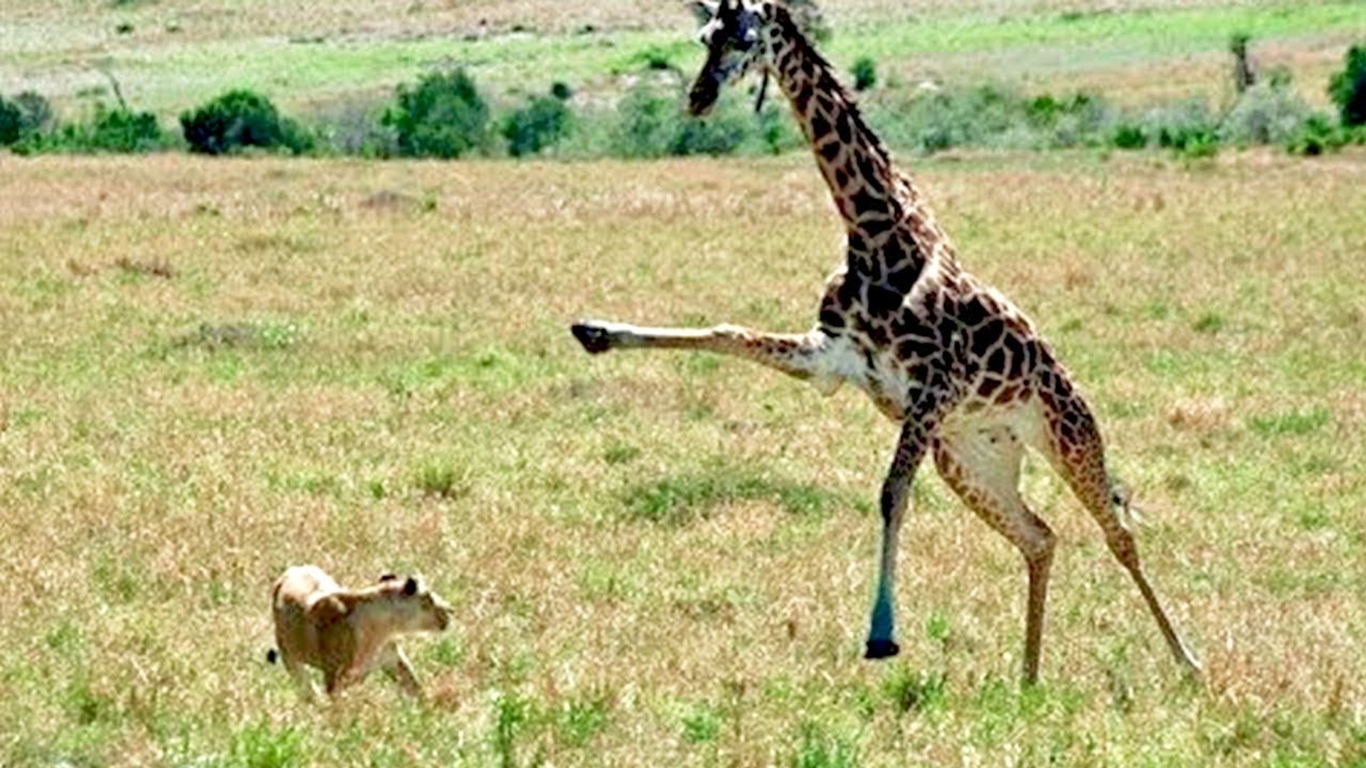 ⁣the prey turned to be a hunter ! is this even possible