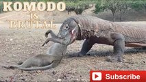 when the most dangerous animal on earth komodo dragon fight with monkey and swallow it