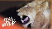 wild lion 'Struggle To Survive (Wildlife Documentary) | Predators In Peril | Real Wild
