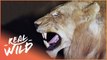 wild lion 'Struggle To Survive (Wildlife Documentary) | Predators In Peril | Real Wild