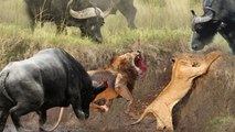 Flying Lion: Buffalo Launches Predator Into The Air