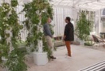 Poivrons et tomates à la maison... la folie des potagers d'intérieur