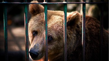La très grosse amende que risque un homme pour s'être battu avec un ours dans un zoo !